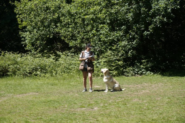 Beginner Gundog